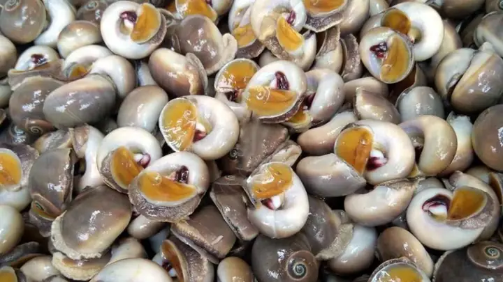Bầu Ăn Ốc Lễ Được Không