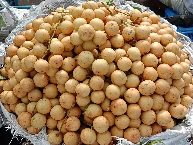 Bầu Có Được Ăn Bòn Bon