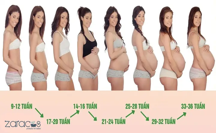 Bầu Mấy Tháng Thì Thấy Bụng