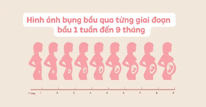 Bầu Mấy Tháng Thì Thấy Bụng