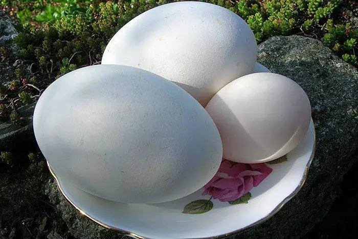 Bầu Nên Ăn Trứng Ngỗng Vào Thời Điểm Nào