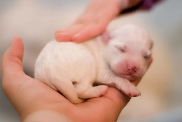 Bé Bao Nhiêu Tuổi Biết Đi