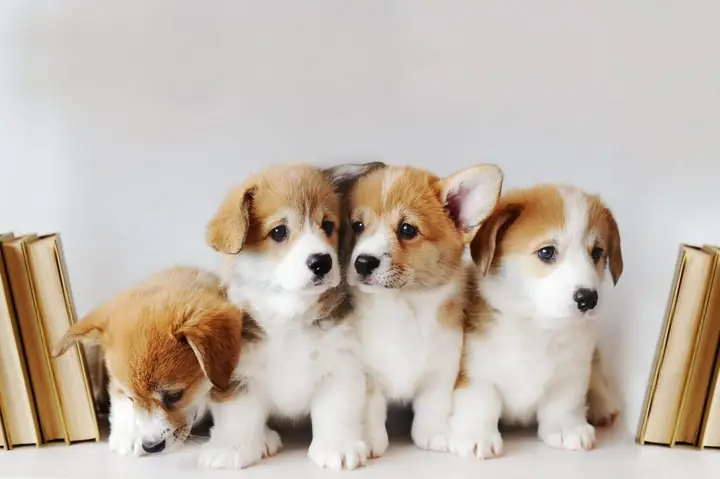 Bé Bao Nhiêu Tuổi Biết Đi