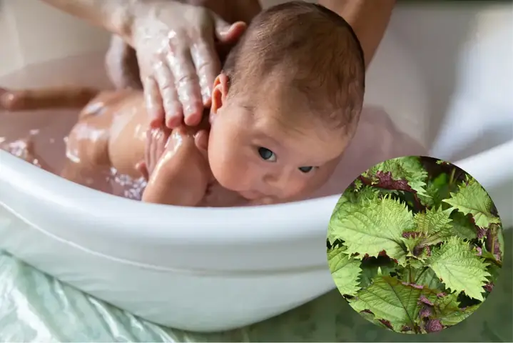 Bé Mấy Tháng Ăn Được Tía Tô