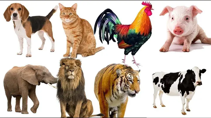 Bé Tập Nhận Biết Các Con Vật