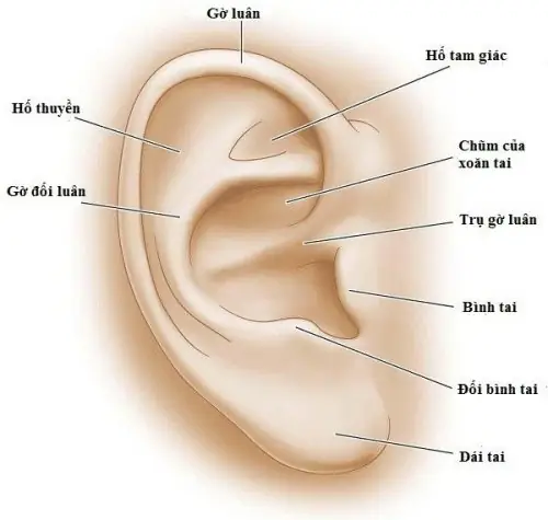 Bệnh Viện Nào Có Bấm Lỗ Tai