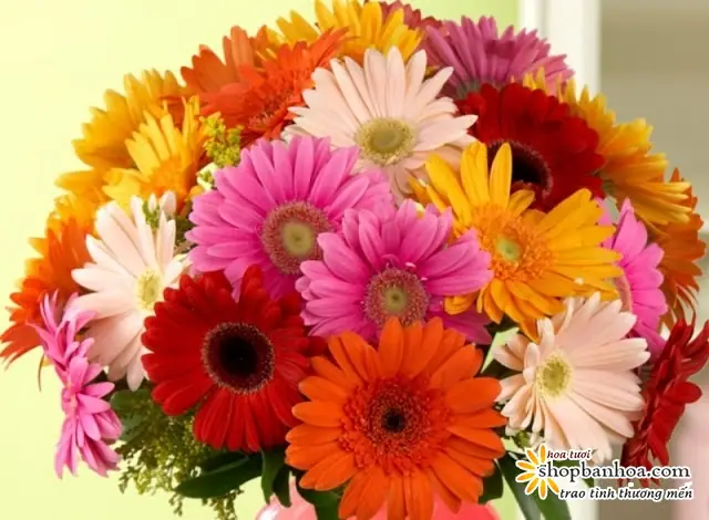 Bó Hoa Đồng Tiền Đẹp Nhất
