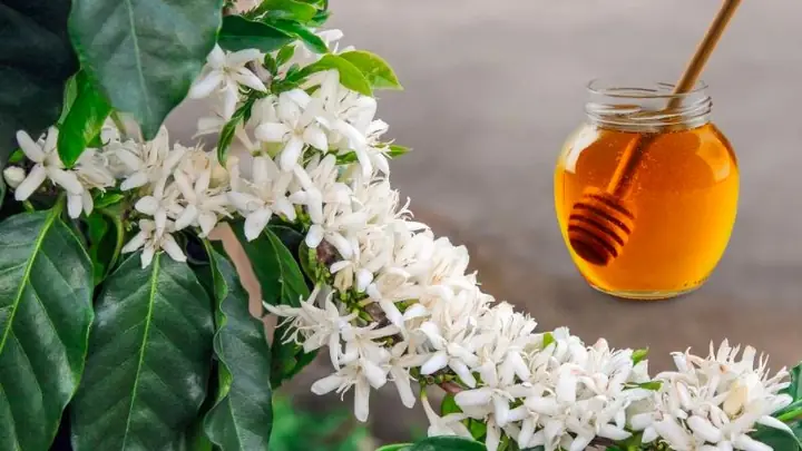 Cà Phê Mật Ong Có Tác Dụng Gì