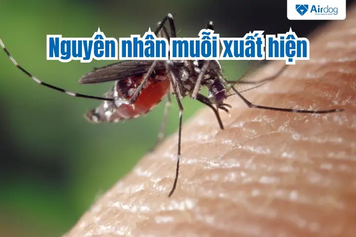 Các Cách Đuổi Muỗi Hiệu Quả