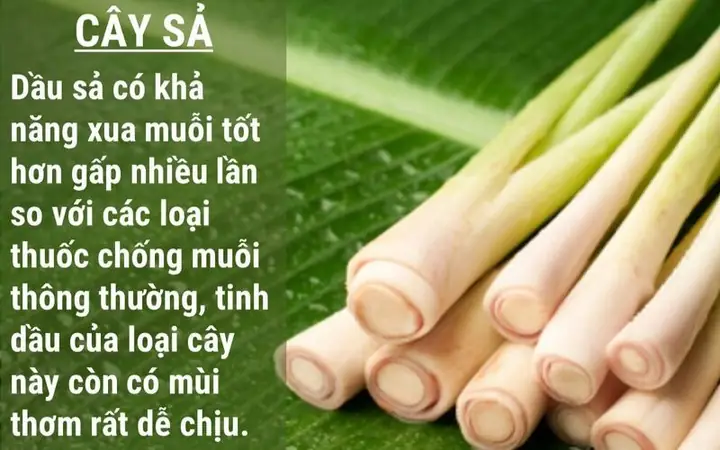 Các Cách Đuổi Muỗi Hiệu Quả