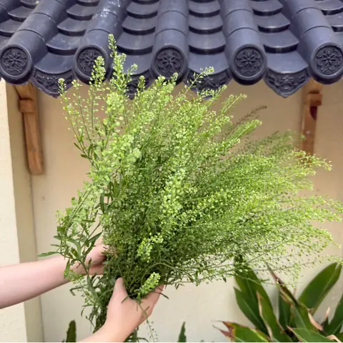 Các Loại Hoa Phụ Cắm Hoa