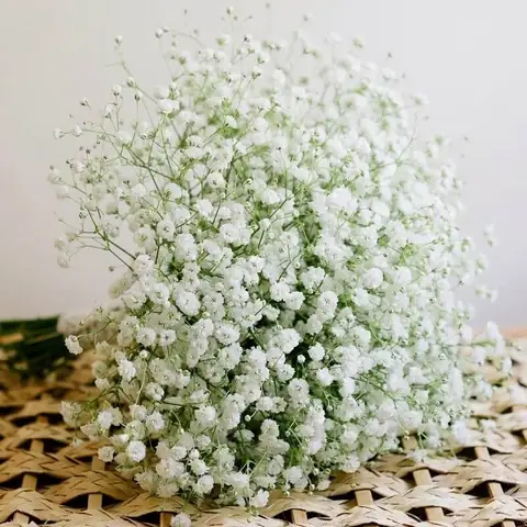 Các Loại Hoa Phụ Cắm Hoa