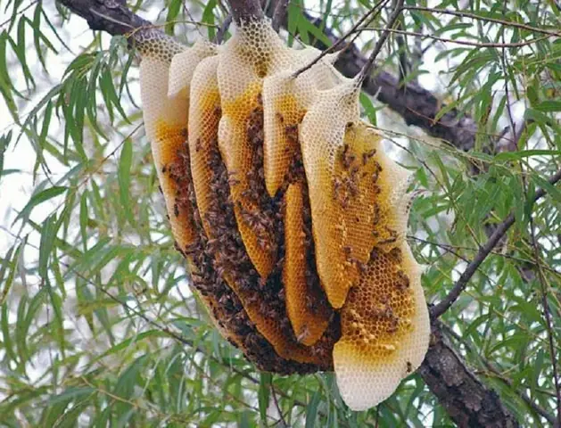 Các Loại Mật Ong Trên Thị Trường