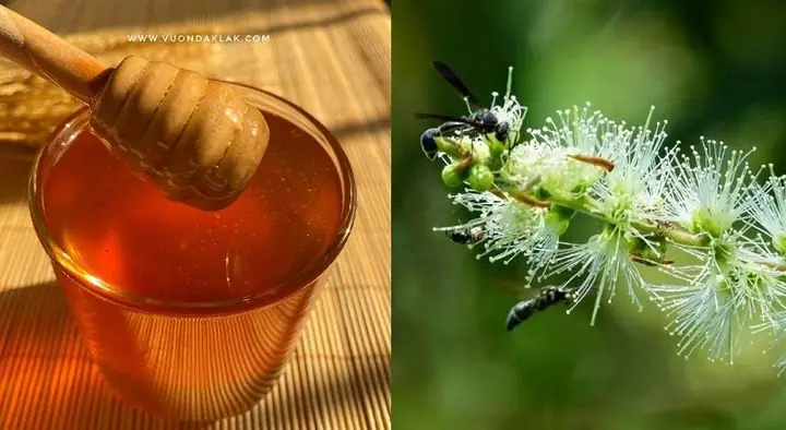 Các Loại Mật Ong Trên Thị Trường