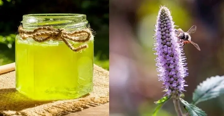 Các Loại Mật Ong Trên Thị Trường