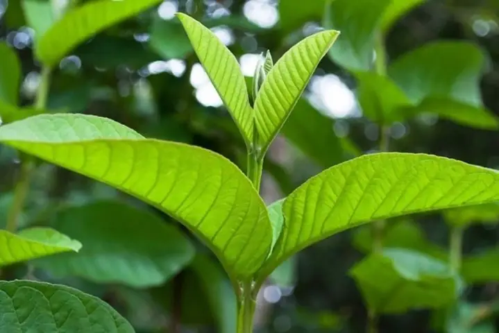 Các Mẹo Hay Cho Bà Bầu