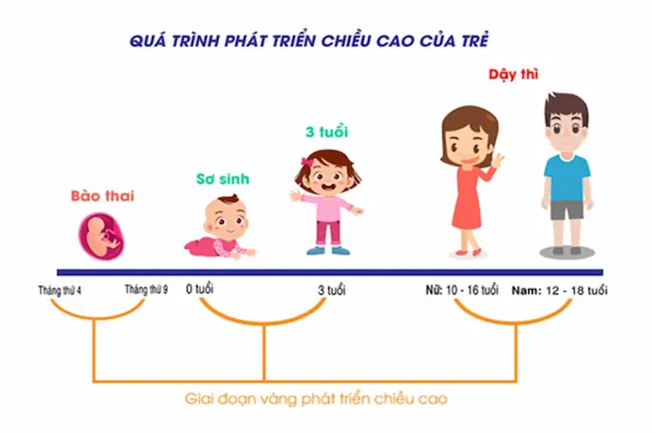 Các Thời Kỳ Phát Triển Của Trẻ Em