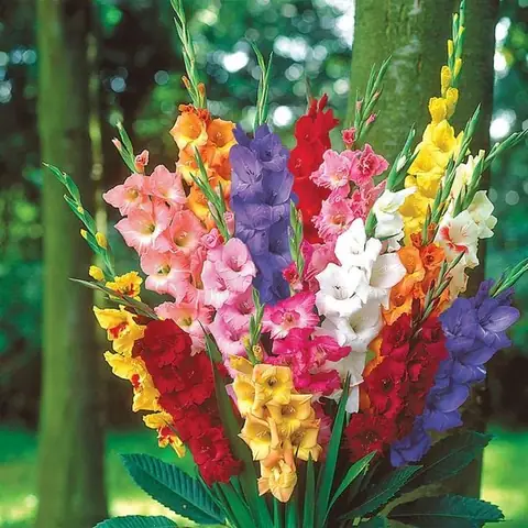 Cách Bó Hoa Lay Ơn Đẹp