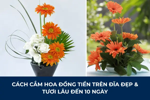 Cách Cắm Hoa Hồng Trên Đĩa
