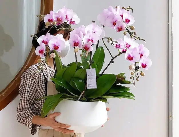 Cách Cắm Hoa Lan Đơn Giản