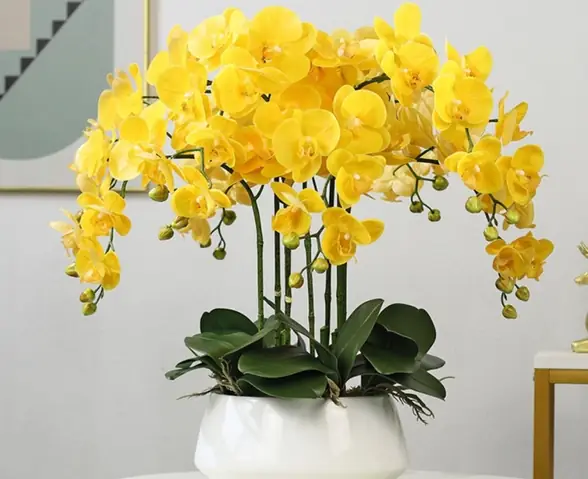 Cách Cắm Hoa Lan Đơn Giản