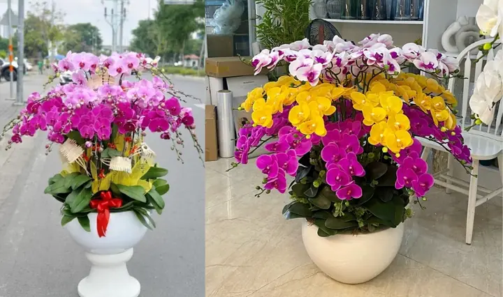 Cách Cắm Hoa Lan Nhựa Đẹp