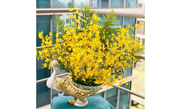 Cách Cắm Hoa Lan Vũ Nữ Đẹp