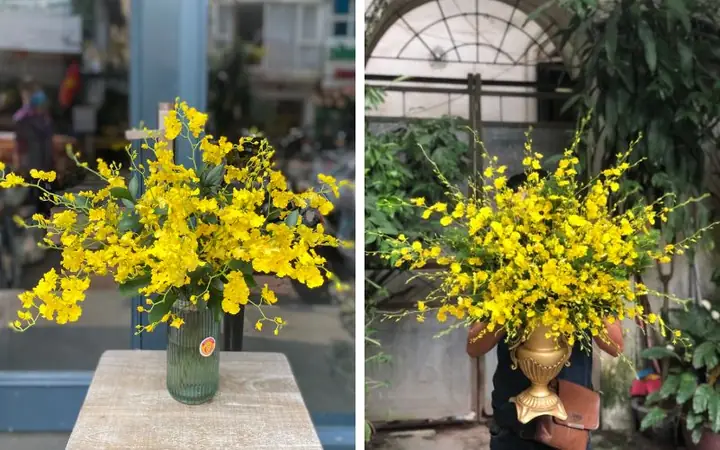 Cách Cắm Hoa Lan Vũ Nữ Đẹp