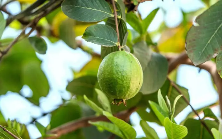 Cách Chữa Đau Bụng Đi Ngoài Cho Bà Bầu