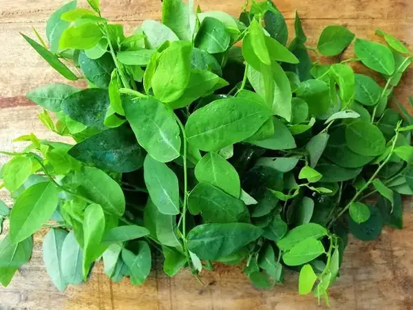 Cách Đánh Tưa Lưỡi Bằng Rau Ngót