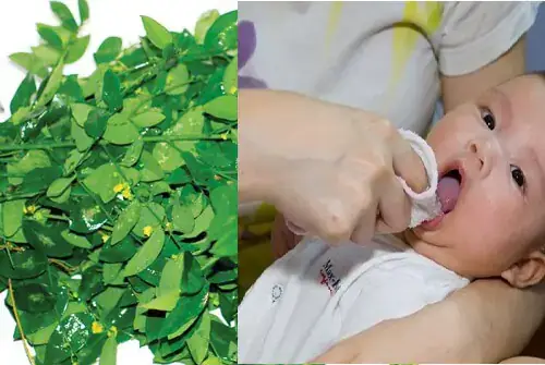 Cách Đánh Tưa Lưỡi Bằng Rau Ngót