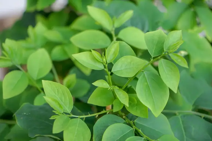 Cách Đánh Tưa Lưỡi Bằng Rau Ngót