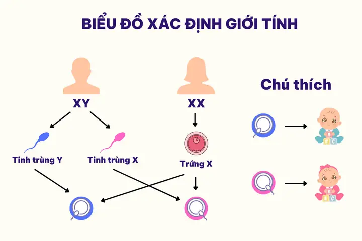 Cách Đẻ Con Gái Theo Ý Muốn