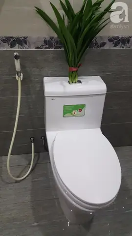 Cách Để Lá Dứa Trong Nhà Vệ Sinh