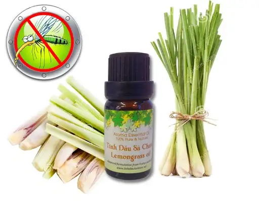 Cách Điều Chế Tinh Dầu Sả