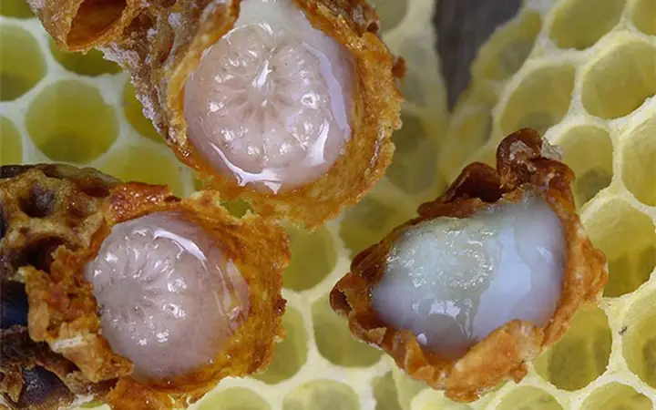 Cách Dùng Sữa Ong Chúa Làm Đẹp Da
