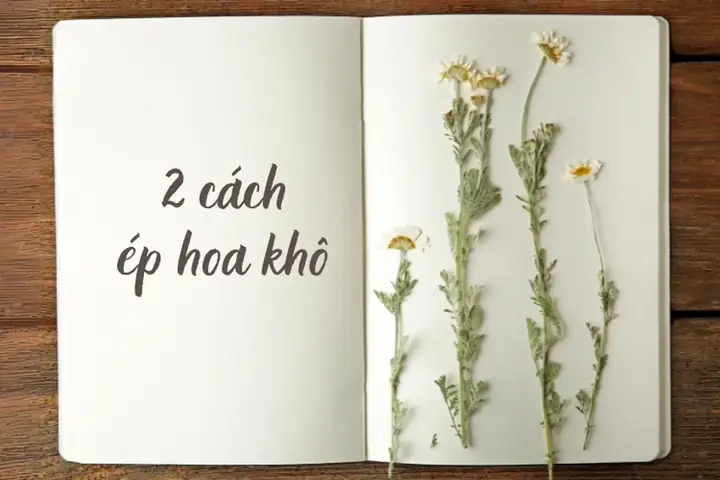 Cách Ép Hoa Khô Trong Sách