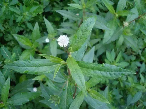 Cách Hạ Sốt Nhanh Cho Trẻ Bằng Lá Nhọ Nồi