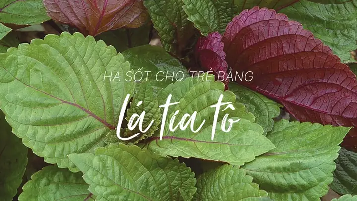 Cách Hạ Sốt Nhanh Cho Trẻ Bằng Lá Nhọ Nồi