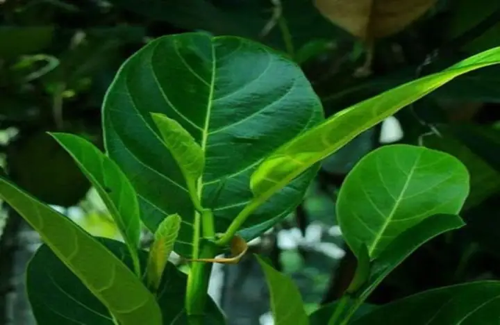 Cách Kích Sữa Về Nhanh Sau Sinh Mổ
