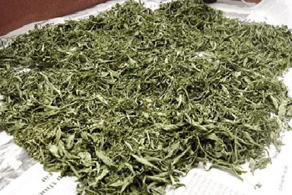 Cách Làm Gối Bằng Lá Đinh Lăng Cho Trẻ