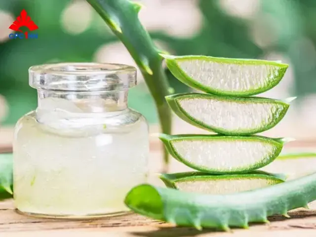 Cách Làm Se Khít Vùng Kín Bằng Lô Hội Cách Làm Se Khít Vùng Kín Bằng Lô Hội