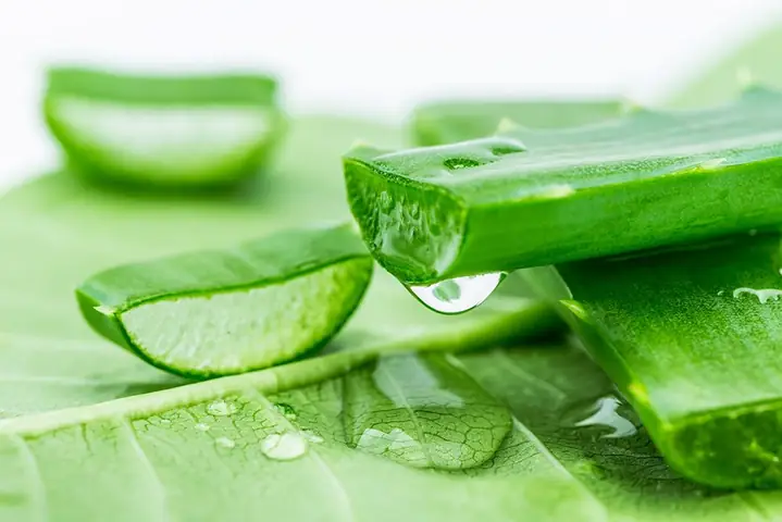 Cách Làm Se Khít Vùng Kín Bằng Lô Hội Cách Làm Se Khít Vùng Kín Bằng Lô Hội