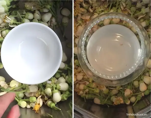 Cách Làm Tinh Dầu Hoa Bưởi