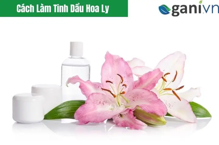 Cách Làm Tinh Dầu Hoa Cúc