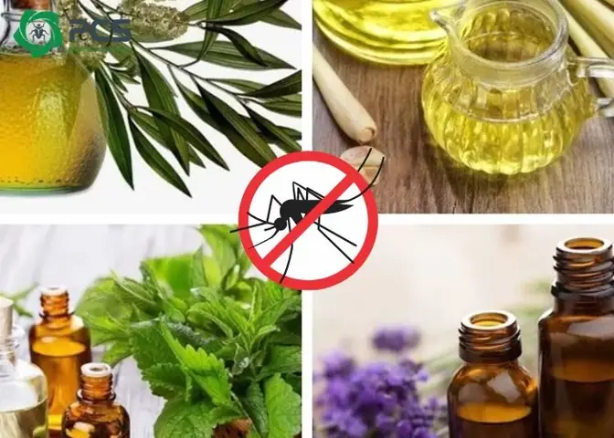 Cách Làm Tinh Dầu Thiên Nhiên