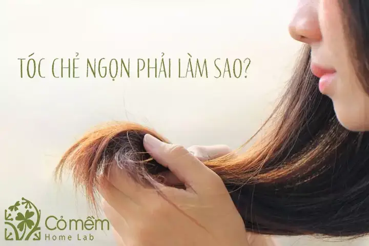 Cách Làm Tóc Không Bị Chẻ Ngọn