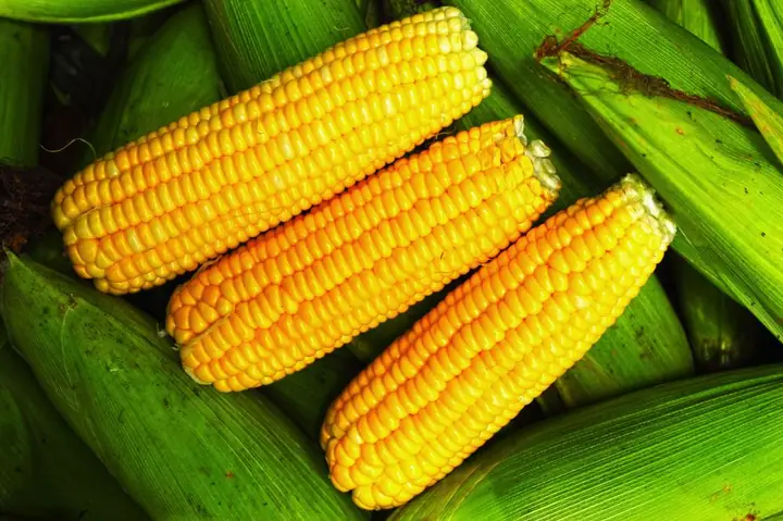 Cách Nấu Ngô Ngọt Cho Bé Ăn Dặm Cách Nấu Ngô Ngọt Cho Bé Ăn Dặm