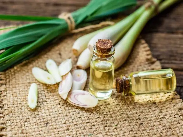 Cách Nấu Tinh Dầu Sả Chanh