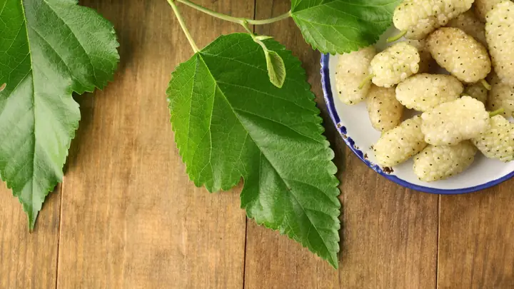 Cách Tiêu Sữa Bằng Lá Dâu Tằm